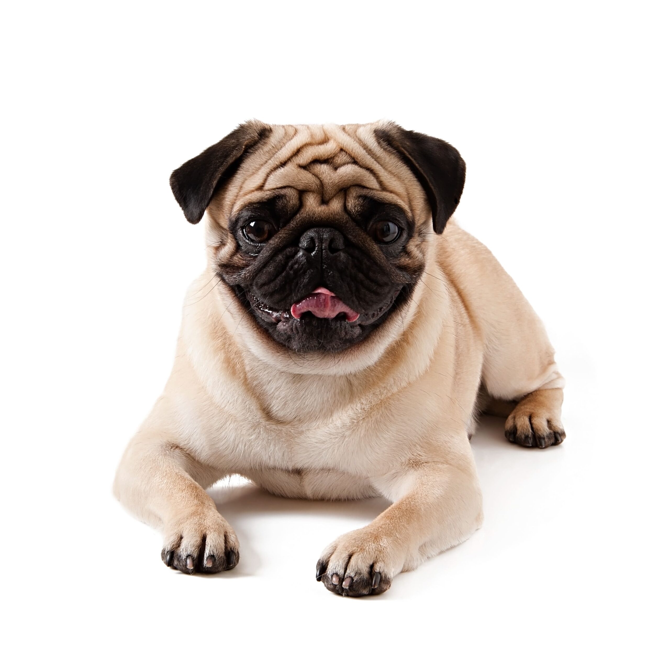 Transporte internacional de pets: cuidados essenciais para uma viagem segura